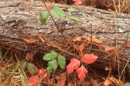 Red and green poison oak leaves against a fallen log