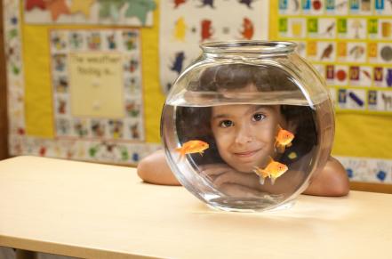 Child looking at fishbowl