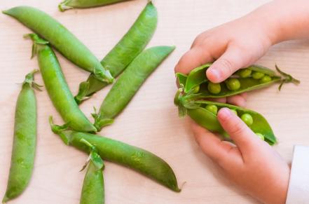 Shelling pea pods