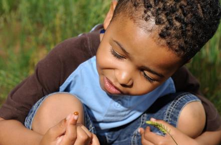 Boy looking at ladybug on his hand
