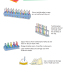 Poster depicting safe storage of multiple toothbrushes
