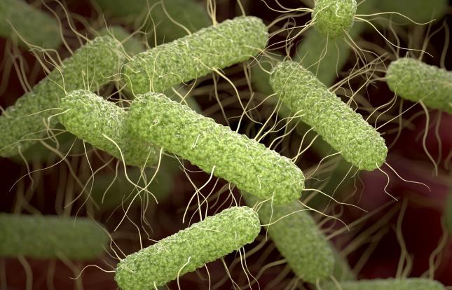 Microscopic image of salmonella bacteria