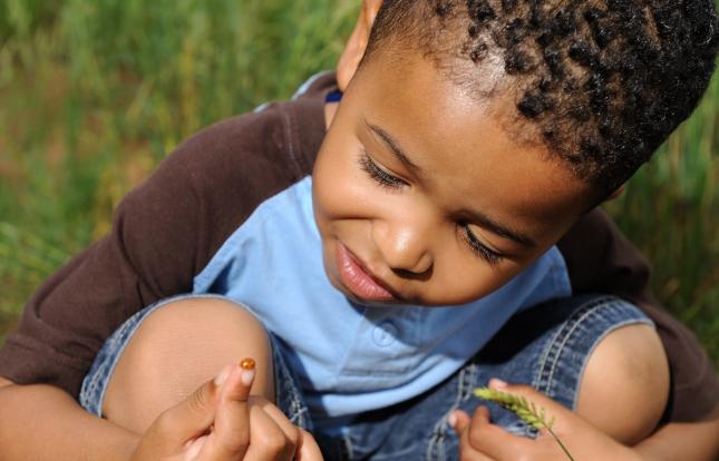 Child looking at ladybug on their finger