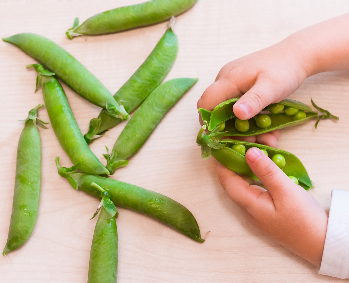 Peas in the pod with baby's hands